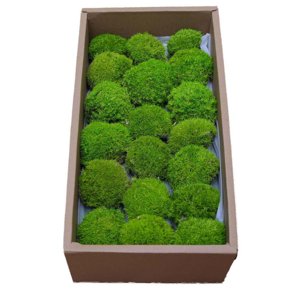 Zencewell Preserved Natural Moss for Crafts – Real Dried Moss for Terrariums, Moss Wall Art & DIY Décor