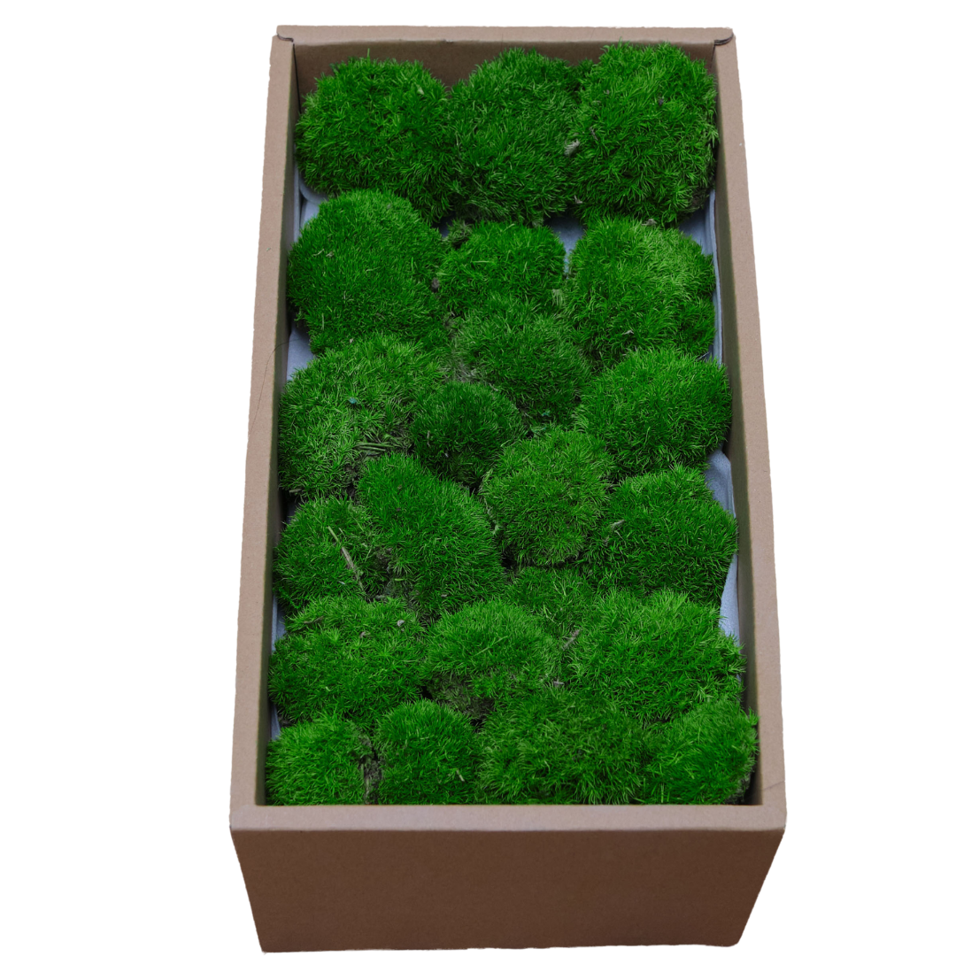 Zencewell Preserved Natural Moss for Crafts – Real Dried Moss for Terrariums, Moss Wall Art & DIY Décor