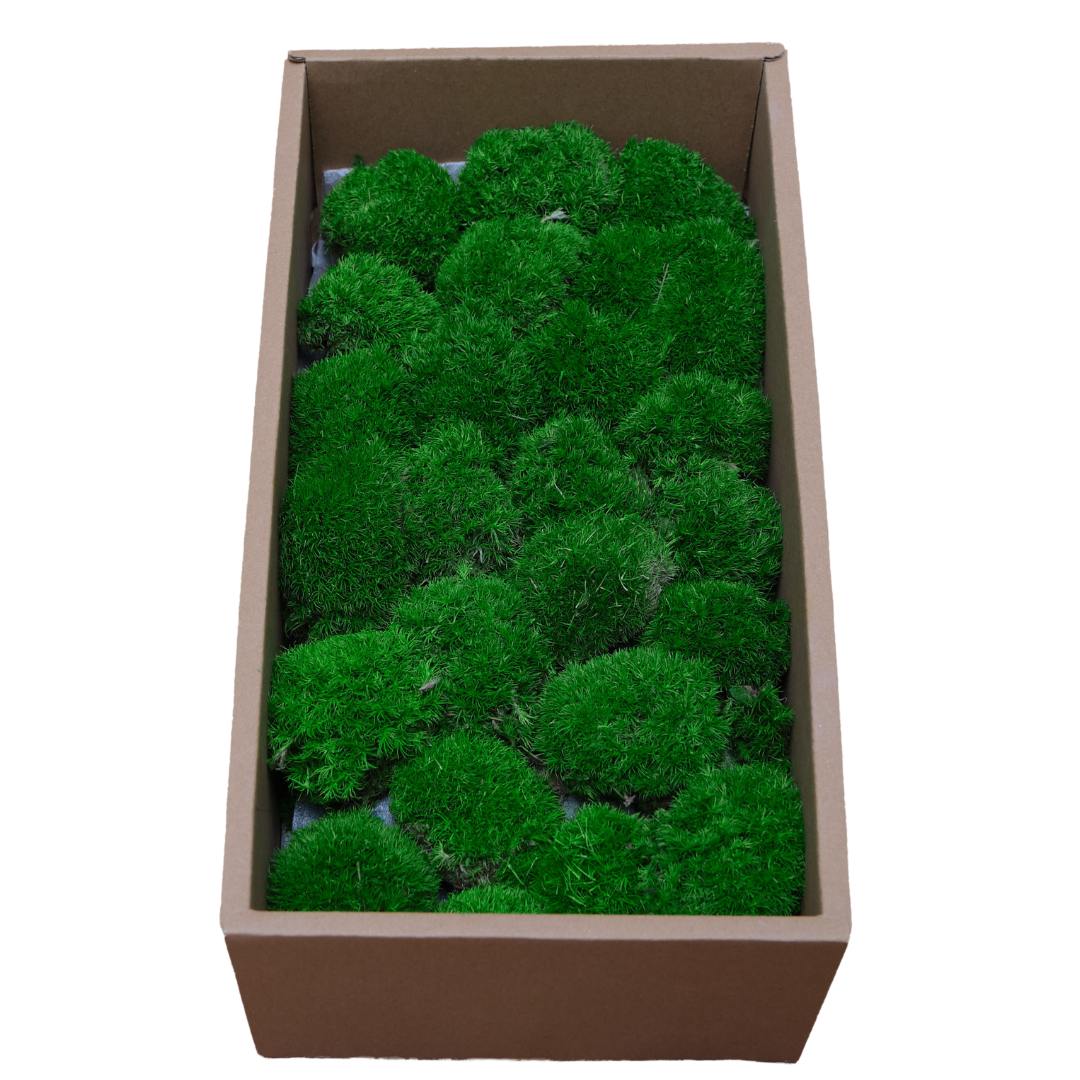 Zencewell Preserved Natural Moss for Crafts – Real Dried Moss for Terrariums, Moss Wall Art & DIY Décor