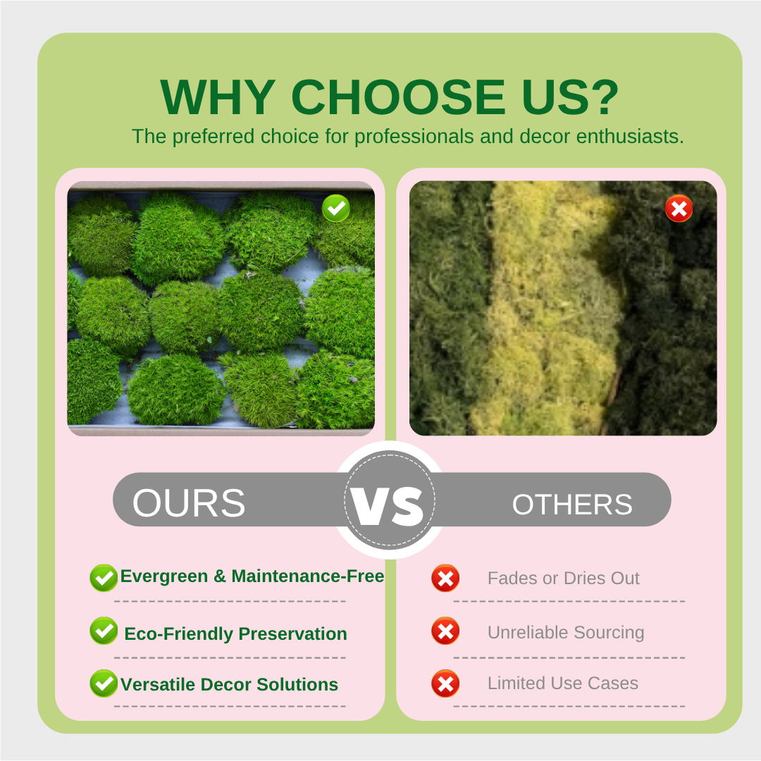 Zencewell Preserved Natural Moss for Crafts – Real Dried Moss for Terrariums, Moss Wall Art & DIY Décor