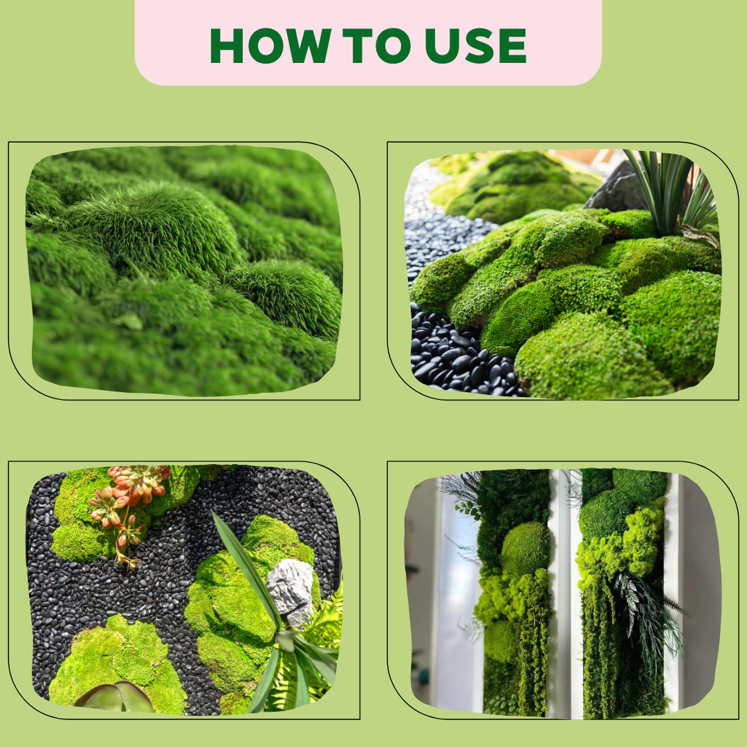 Zencewell Preserved Natural Moss for Crafts – Real Dried Moss for Terrariums, Moss Wall Art & DIY Décor