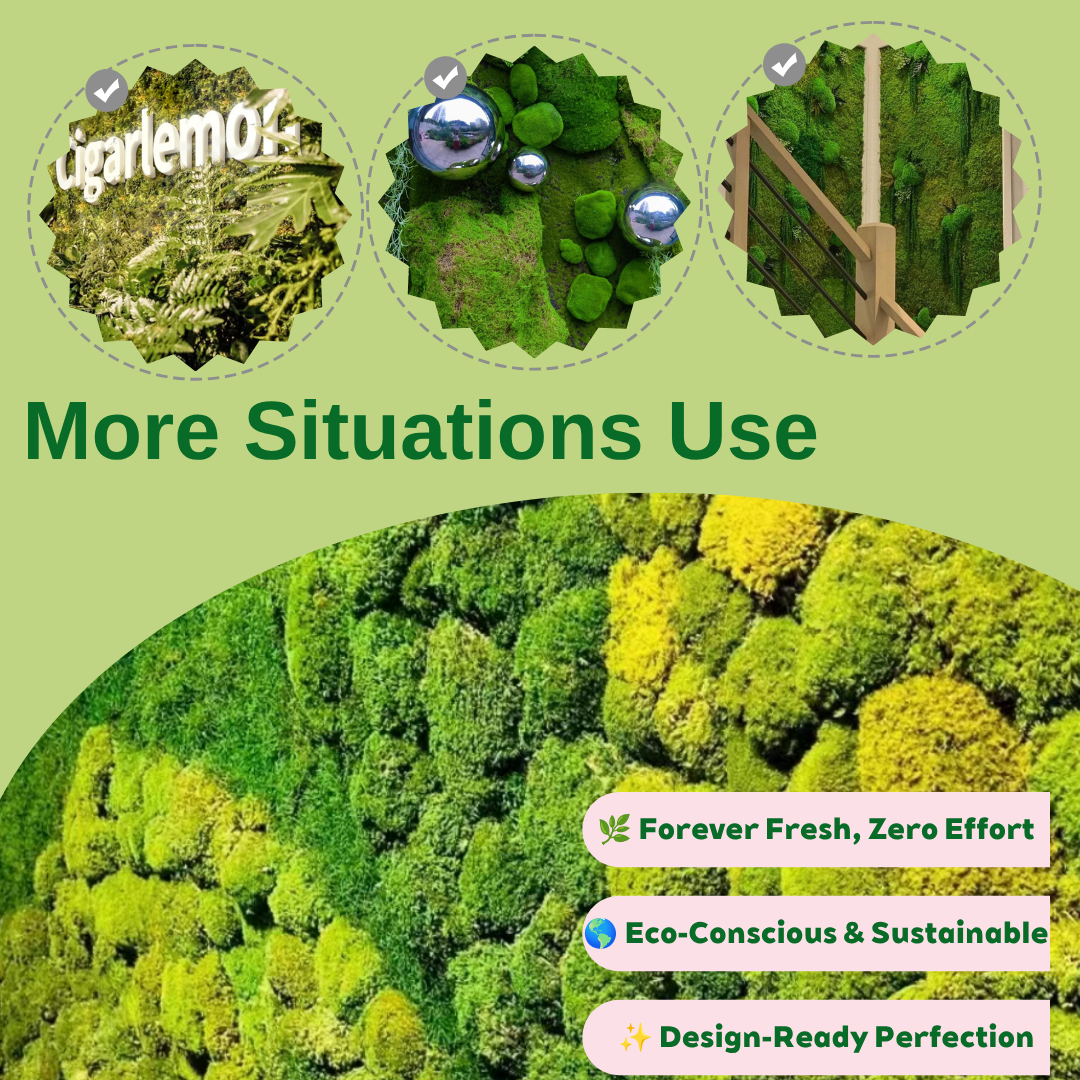 Zencewell Preserved Natural Moss for Crafts – Real Dried Moss for Terrariums, Moss Wall Art & DIY Décor