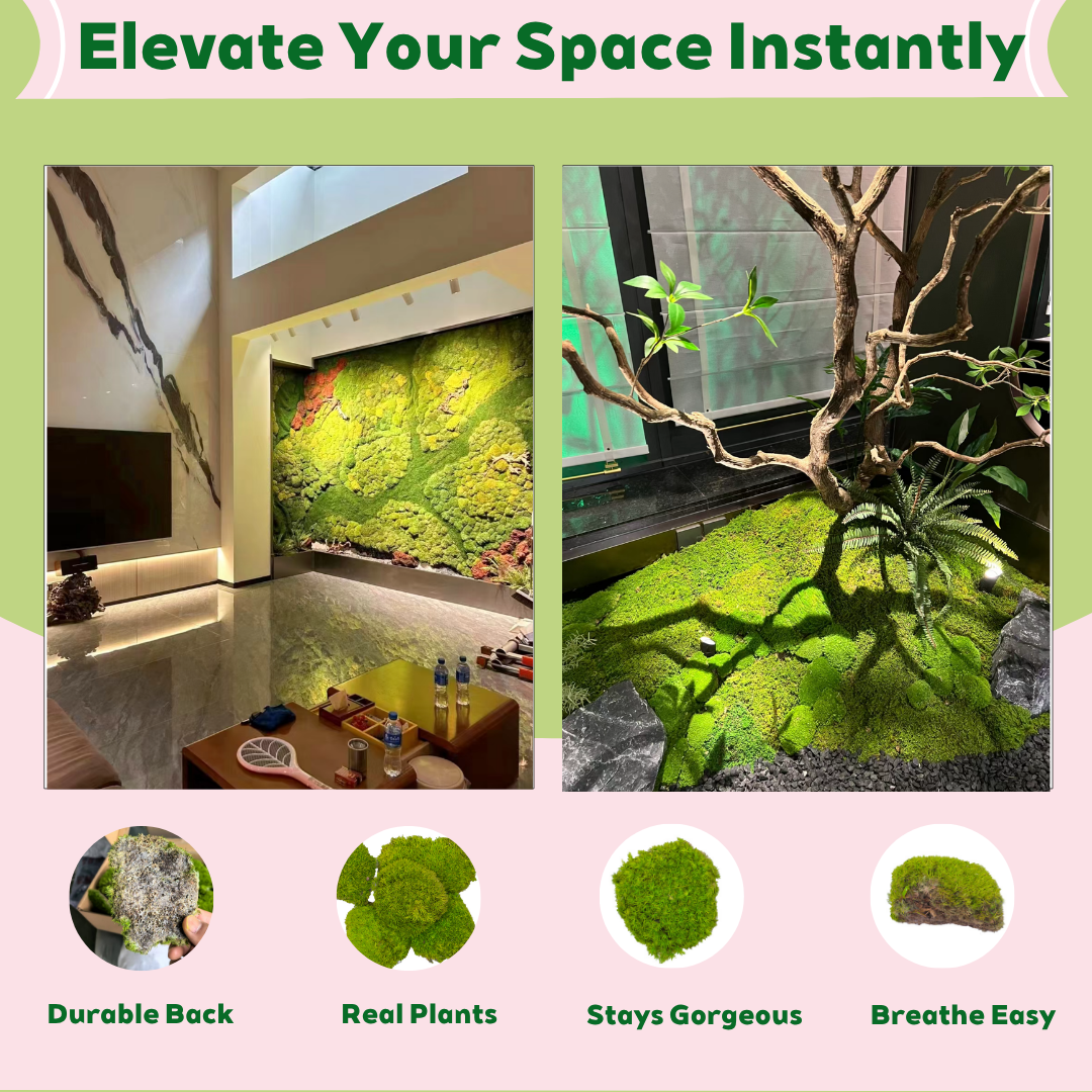 Zencewell Preserved Natural Moss for Crafts – Real Dried Moss for Terrariums, Moss Wall Art & DIY Décor