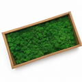 Zencewell Preserved Reindeer Moss – Natural Green Moss for Crafts, Terrariums, Moss Walls & DIY Décor