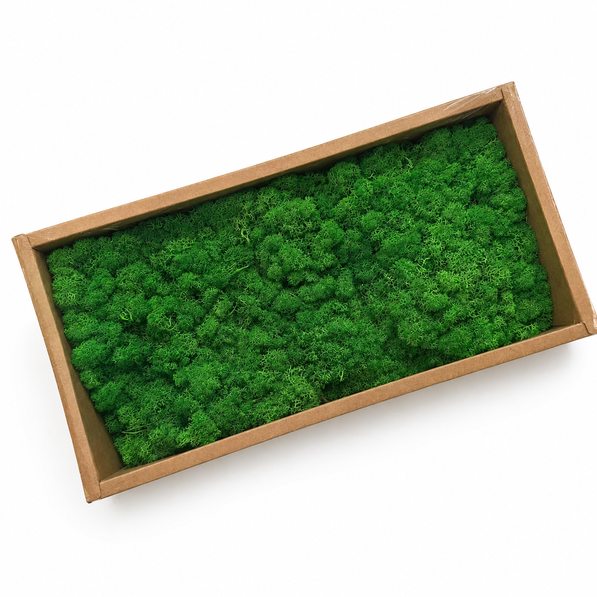 Zencewell Preserved Reindeer Moss – Natural Green Moss for Crafts, Terrariums, Moss Walls & DIY Décor