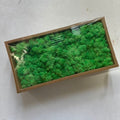 Preserved Reindeer Moss Bulk Box – Cyan