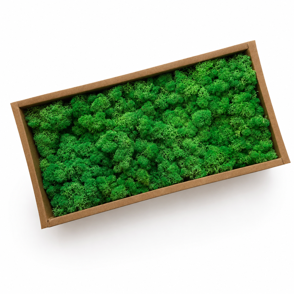 Zencewell Preserved Reindeer Moss – Natural Green Moss for Crafts, Terrariums, Moss Walls & DIY Décor