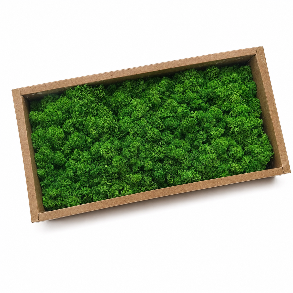 Zencewell Preserved Reindeer Moss – Natural Green Moss for Crafts, Terrariums, Moss Walls & DIY Décor