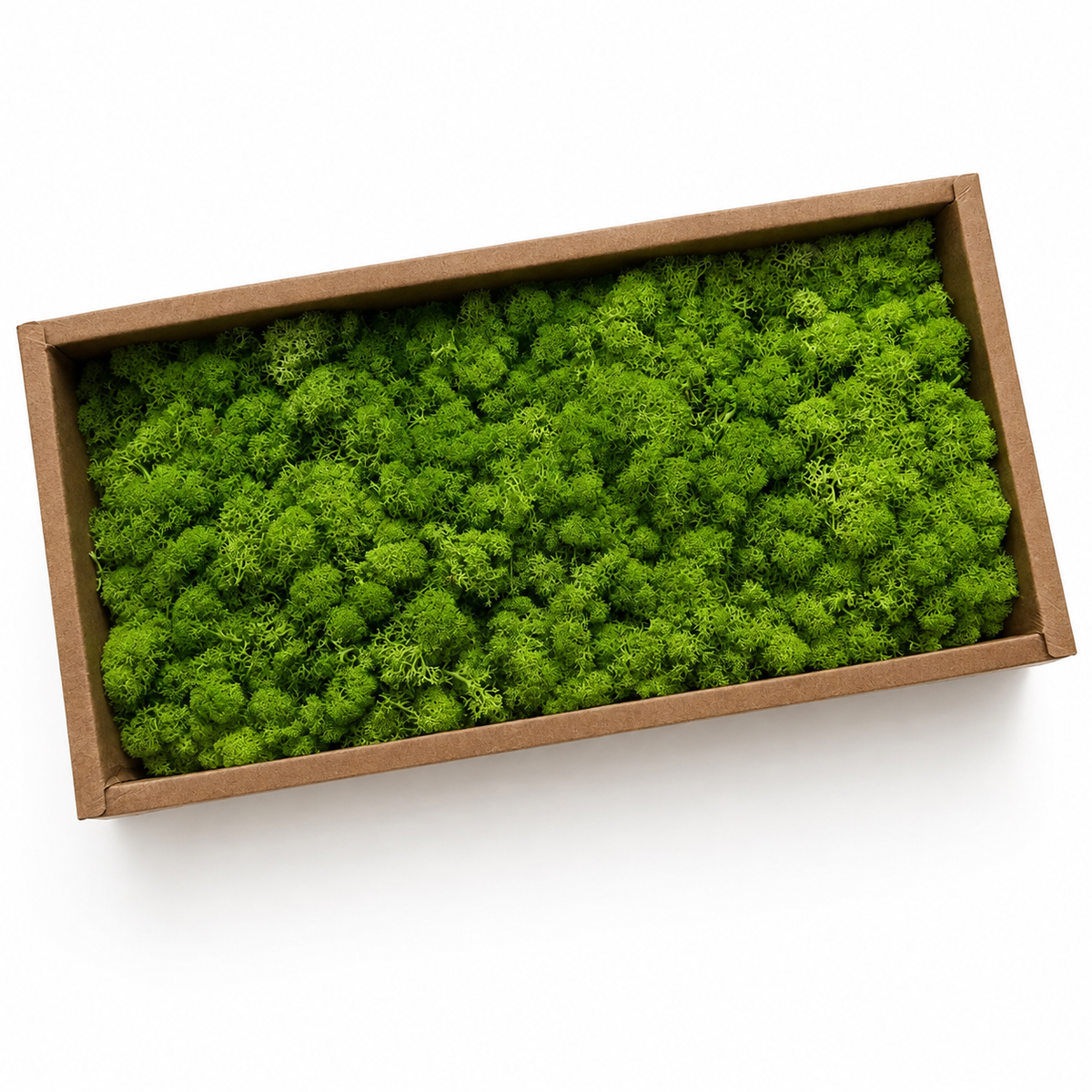 Zencewell Preserved Reindeer Moss – Natural Green Moss for Crafts, Terrariums, Moss Walls & DIY Décor