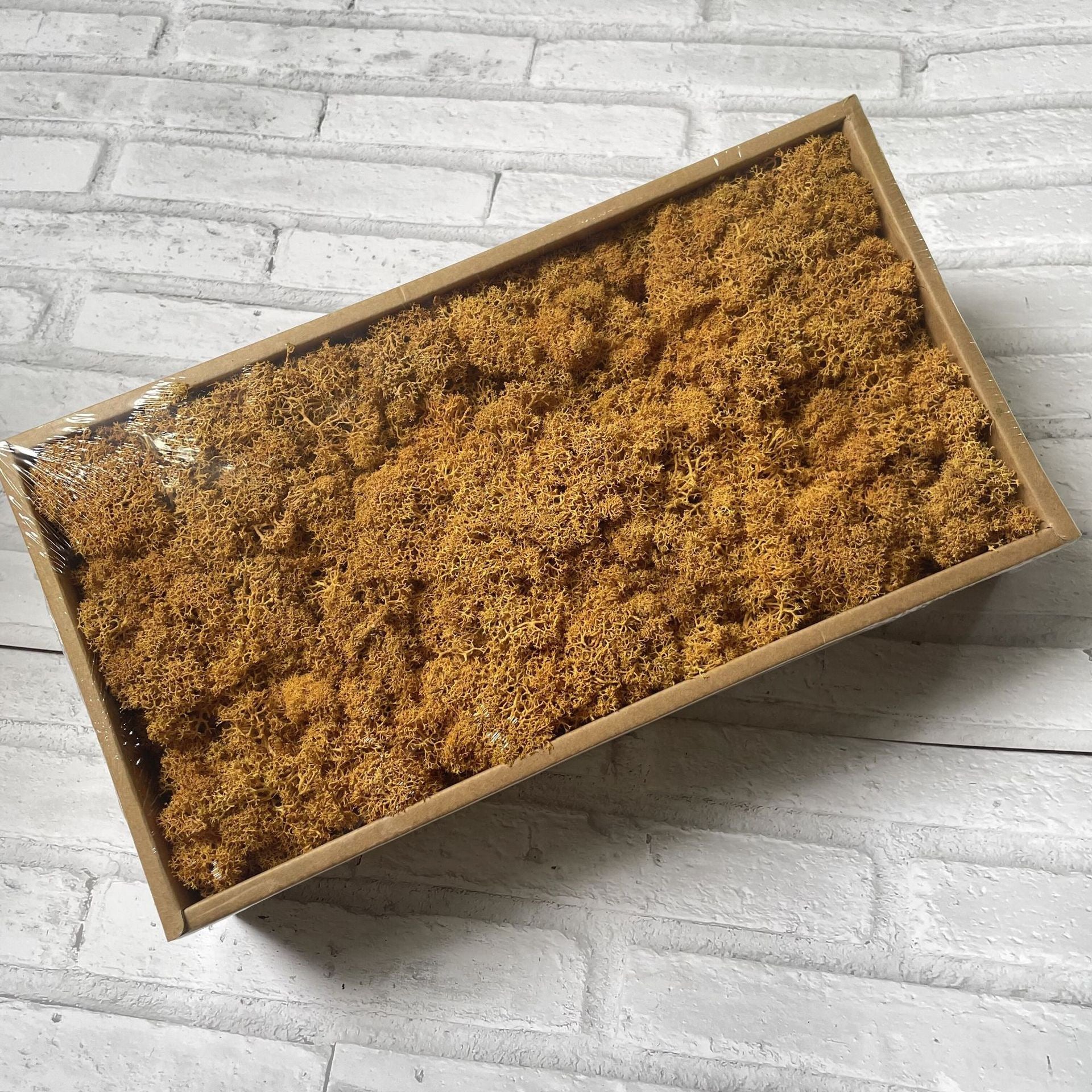 Preserved Reindeer Moss Bulk Box – Light Brown