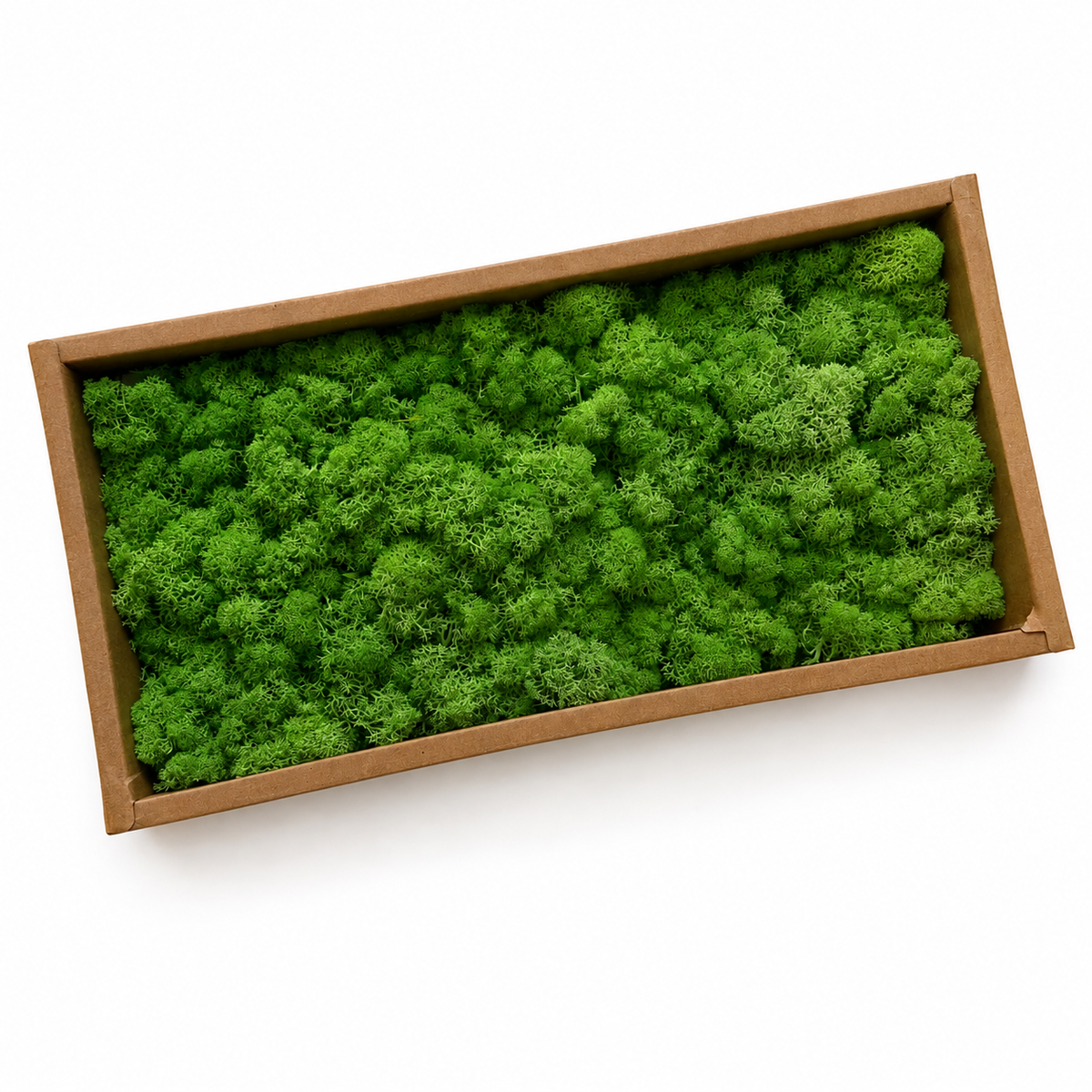 Zencewell Preserved Reindeer Moss – Natural Green Moss for Crafts, Terrariums, Moss Walls & DIY Décor