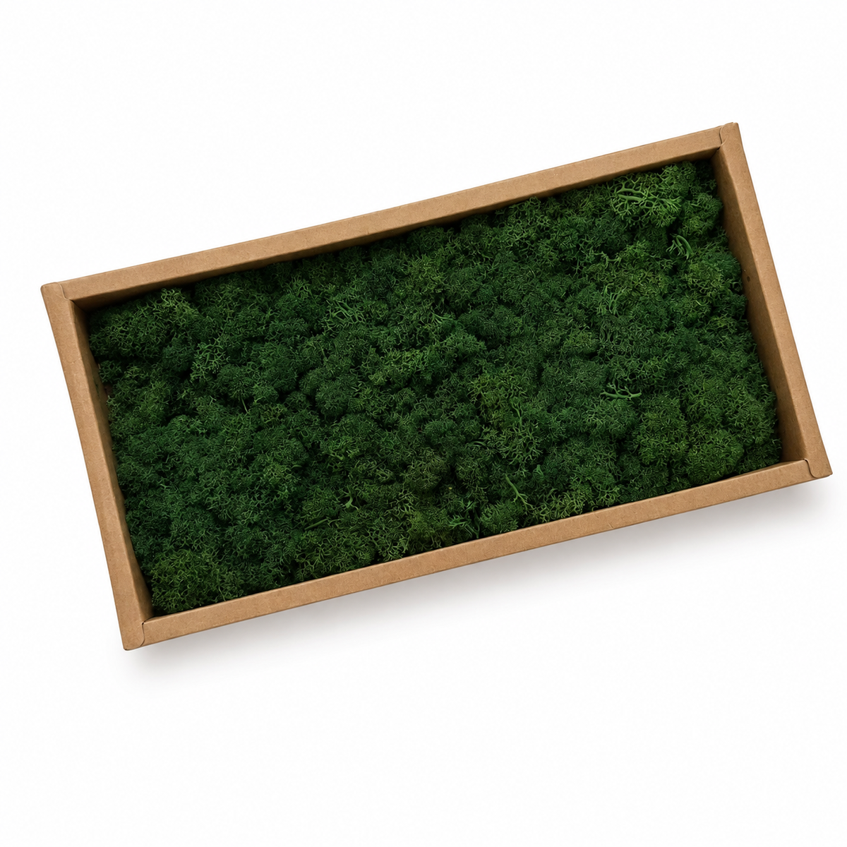 Zencewell Preserved Reindeer Moss – Natural Green Moss for Crafts, Terrariums, Moss Walls & DIY Décor
