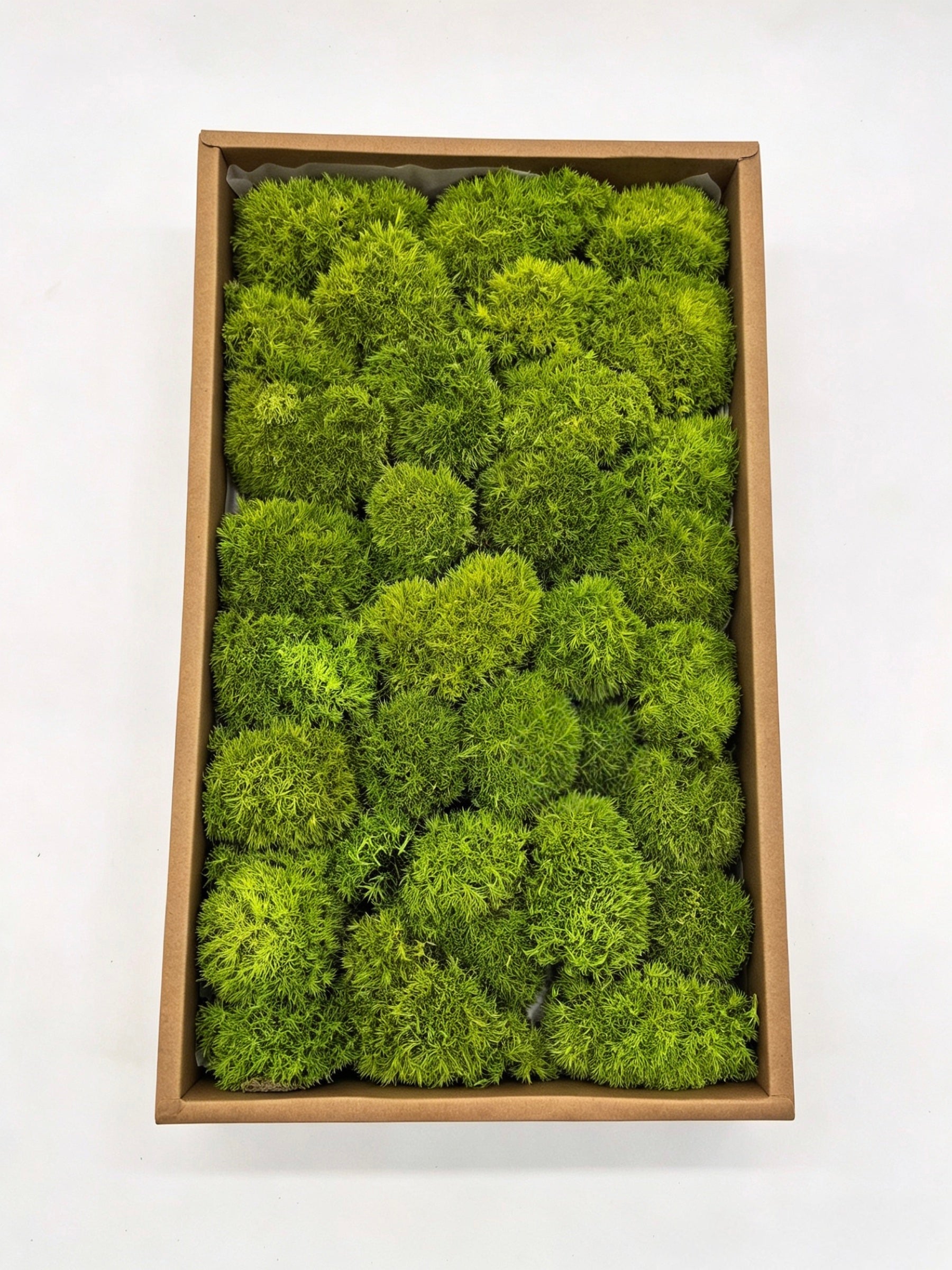 G1 preserved cushion moss box for moss walls and indoor decor
