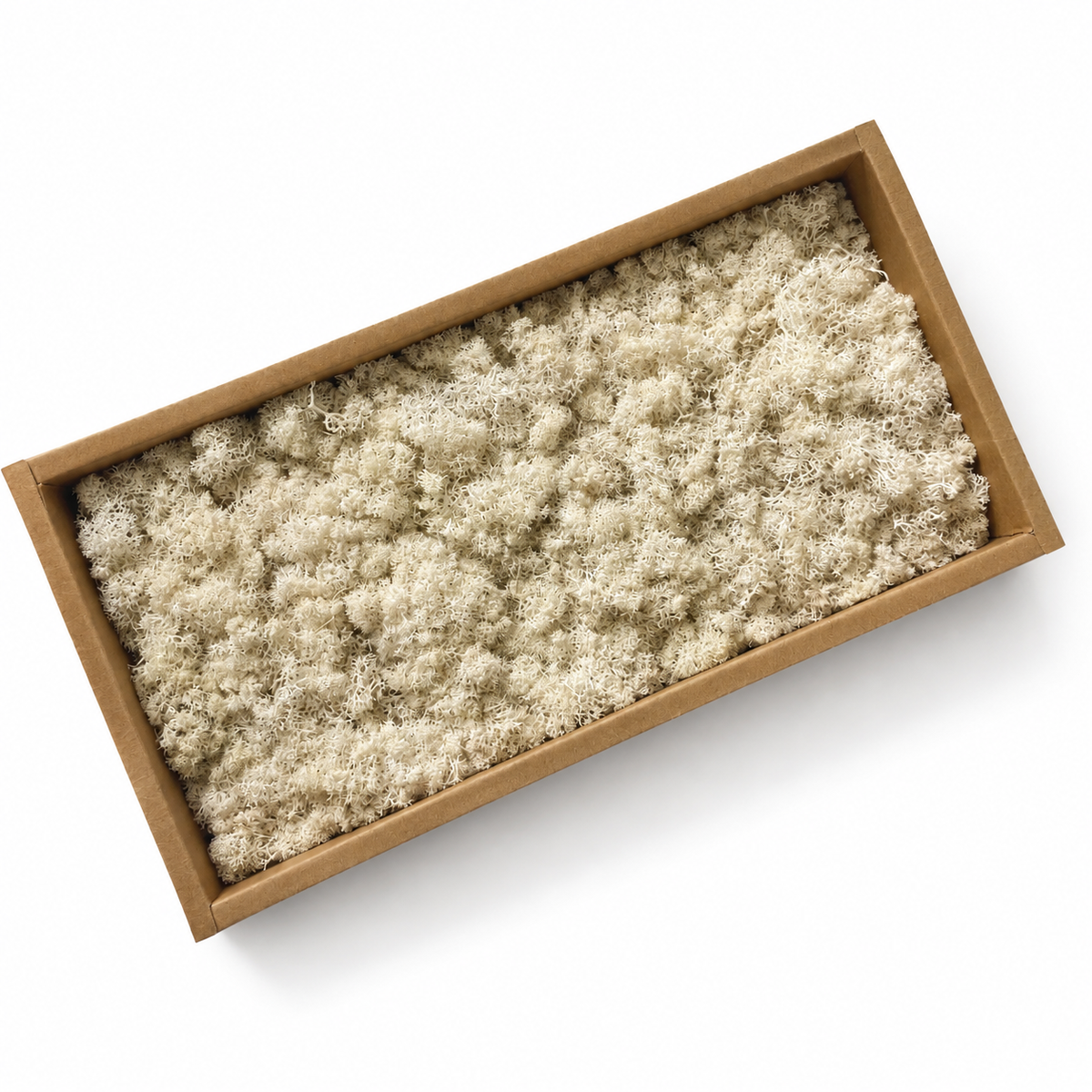 Zencewell Preserved Reindeer Moss – Yellow & White Moss for Crafts, Terrariums, Moss Walls & Decorative Displays